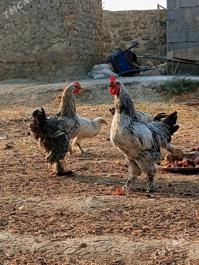 balgar horazlar - Бахарден - img 8