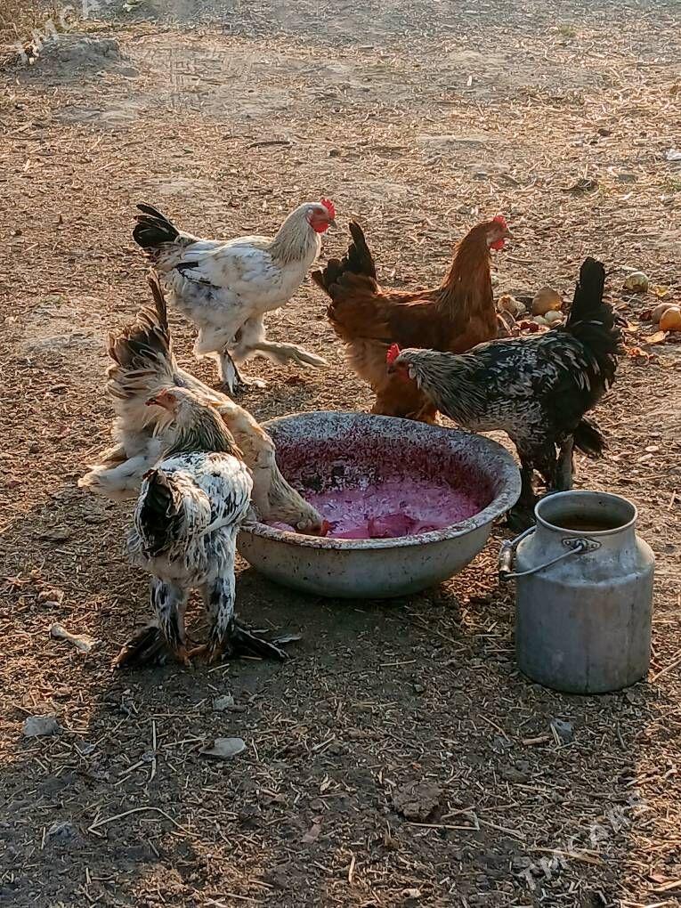 balgar horazlar - Бахарден - img 5