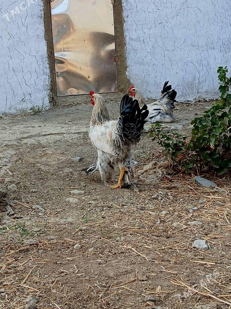 balgar horazlar - Бахарден - img 4