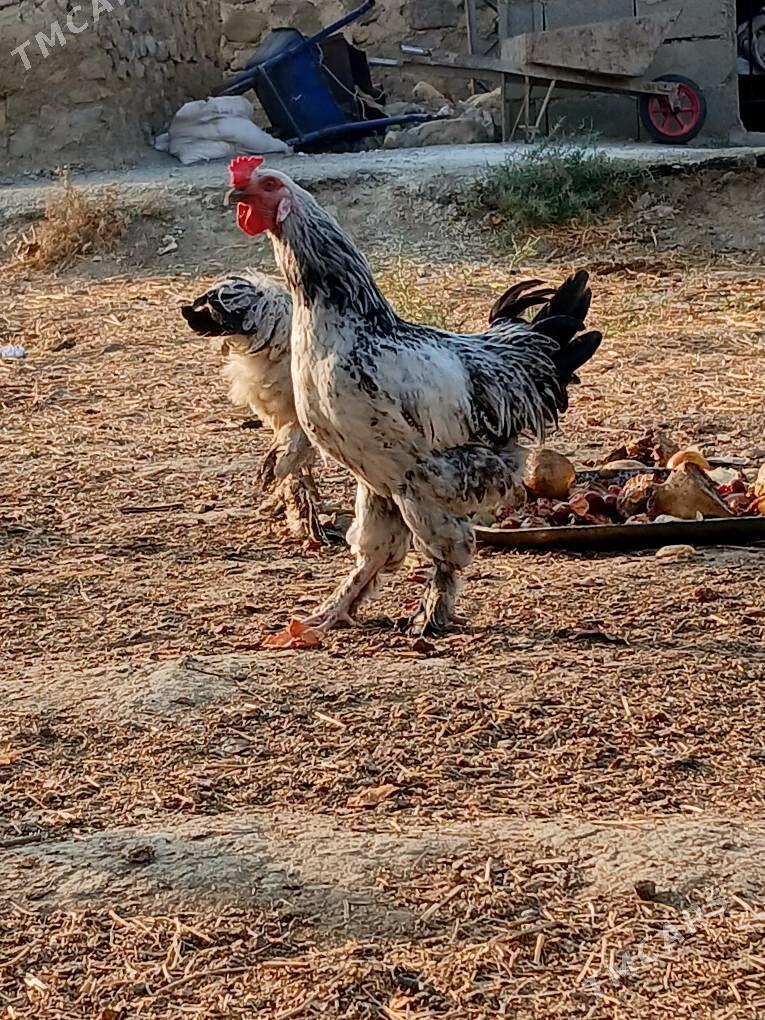 balgar horazlar - Бахарден - img 9