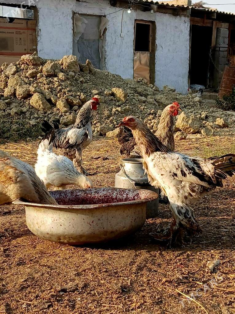 balgar horazlar - Бахарден - img 6