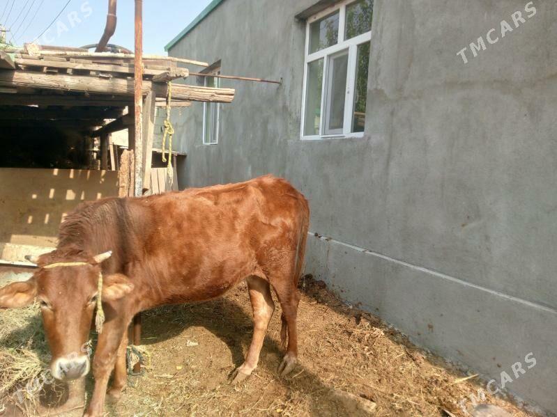 sygyr - Гарадамак - img 4