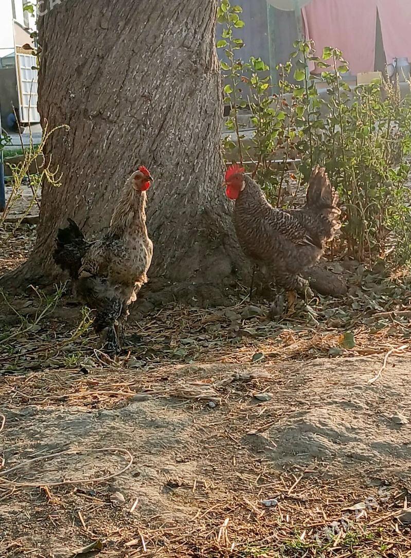 balgar horazlar - Бахарден - img 2