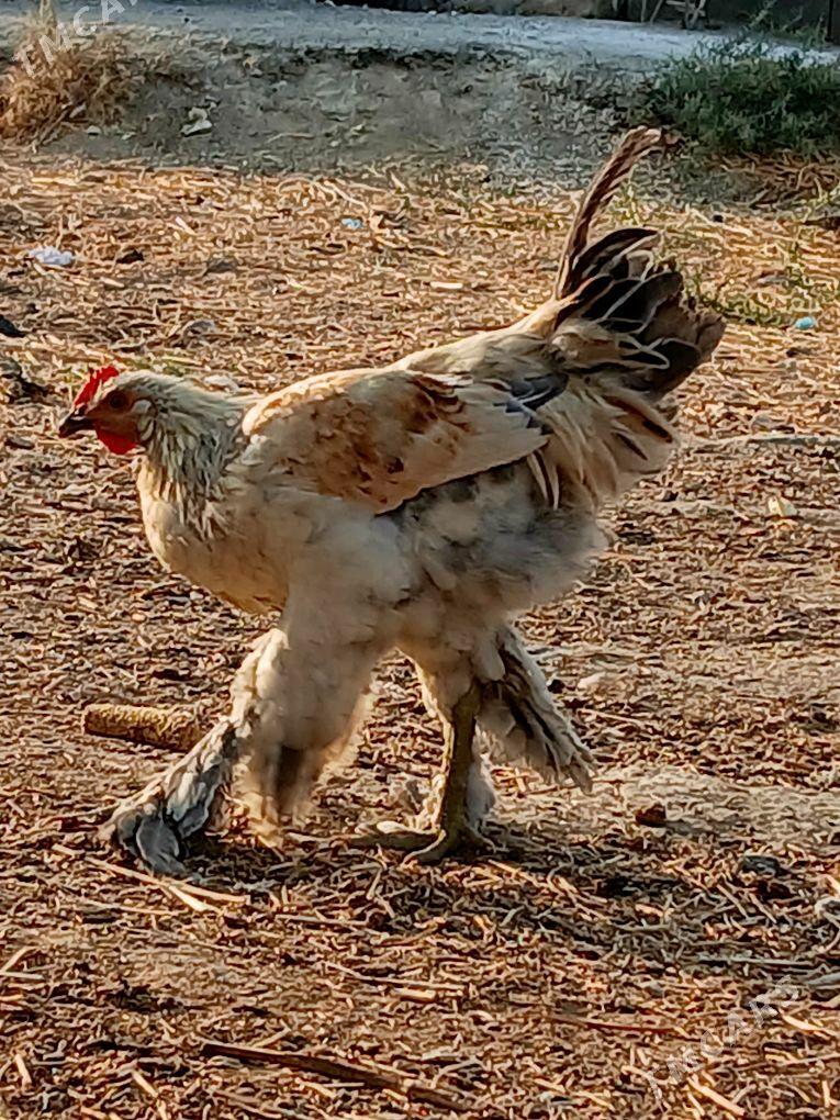 balgar horazlar - Бахарден - img 3