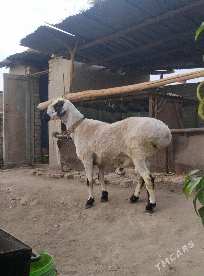 ак гочкар - Çärjew - img 1