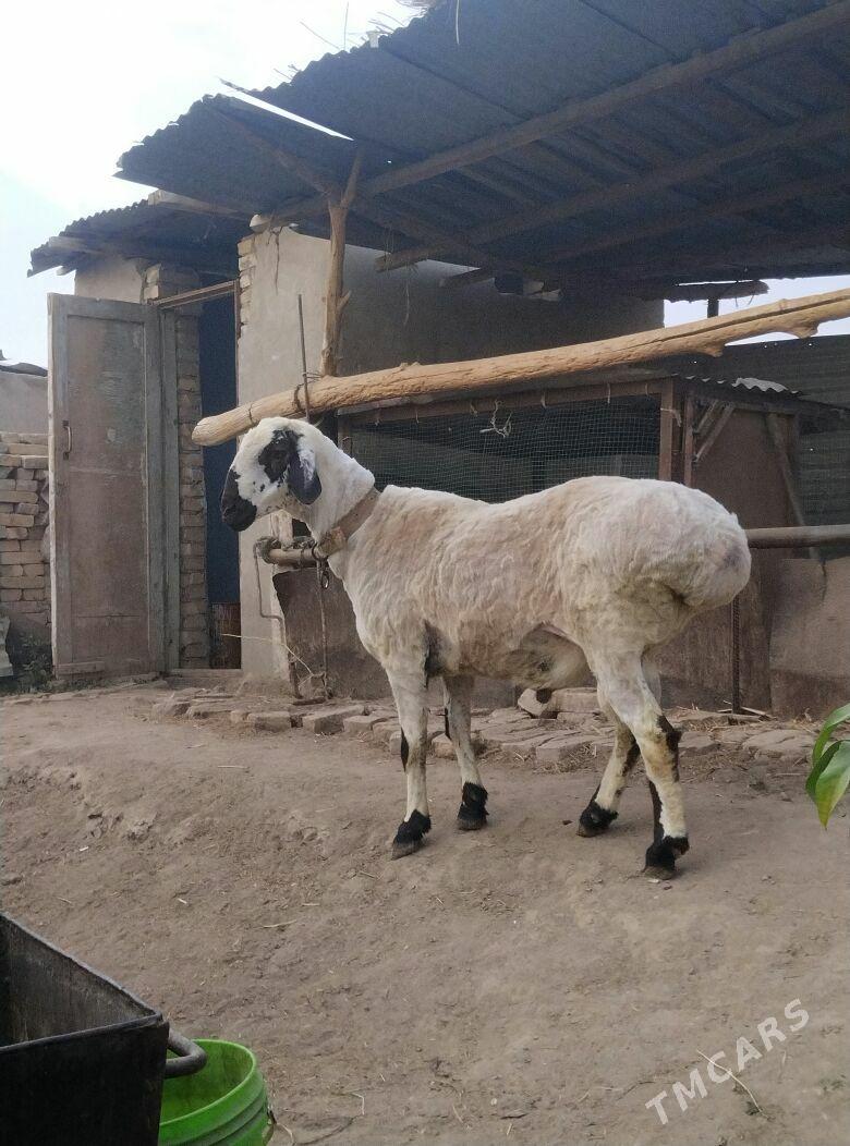 ак гочкар - Çärjew - img 3