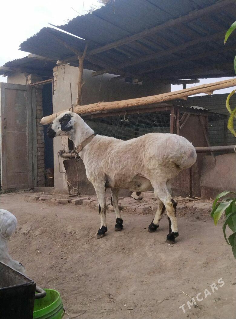 ак гочкар - Çärjew - img 2