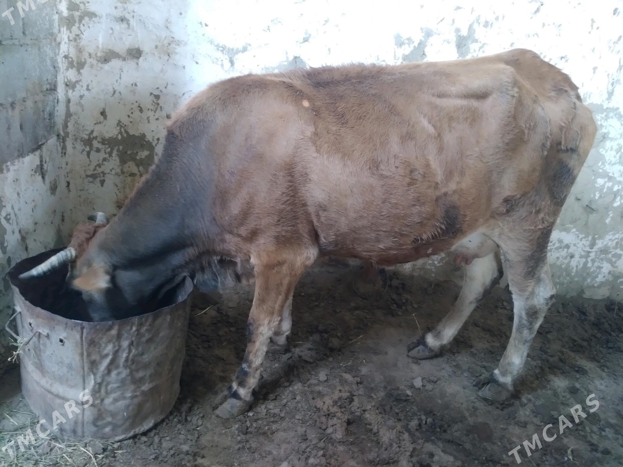 Sygyr - Gyzylarbat - img 4