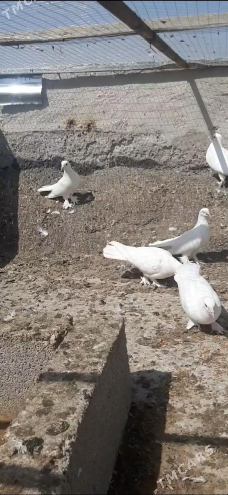 ak sapoklar - Ашхабад - img 2