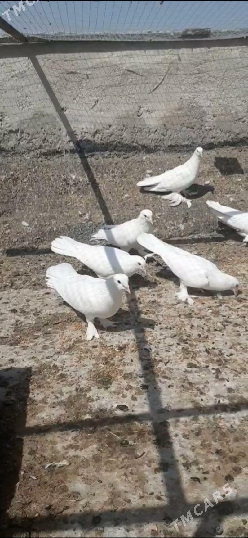 ak sapoklar - Ашхабад - img 3