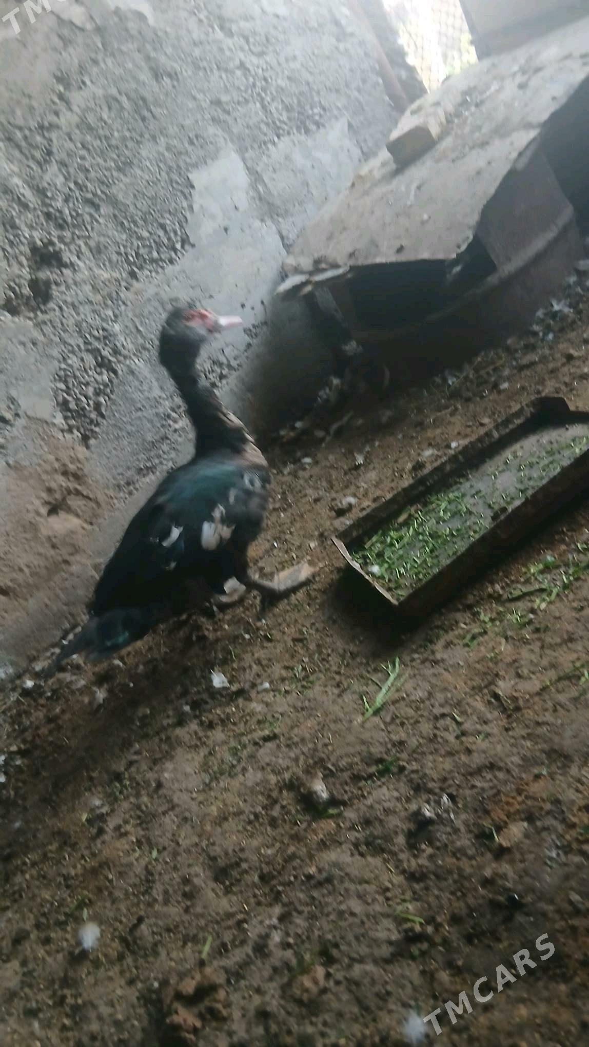 satlyk indutka - Wekilbazar - img 4