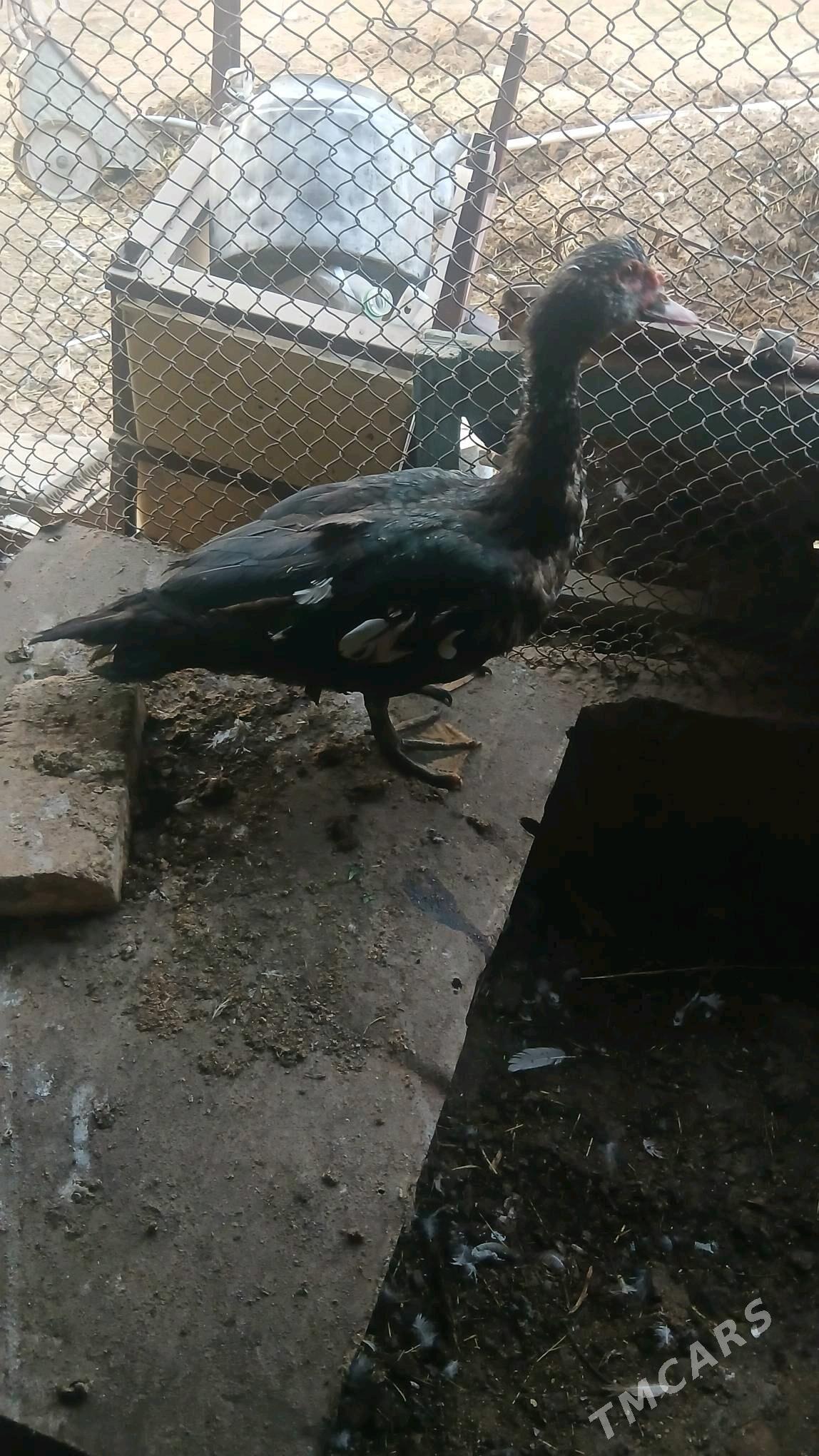 satlyk indutka - Wekilbazar - img 3