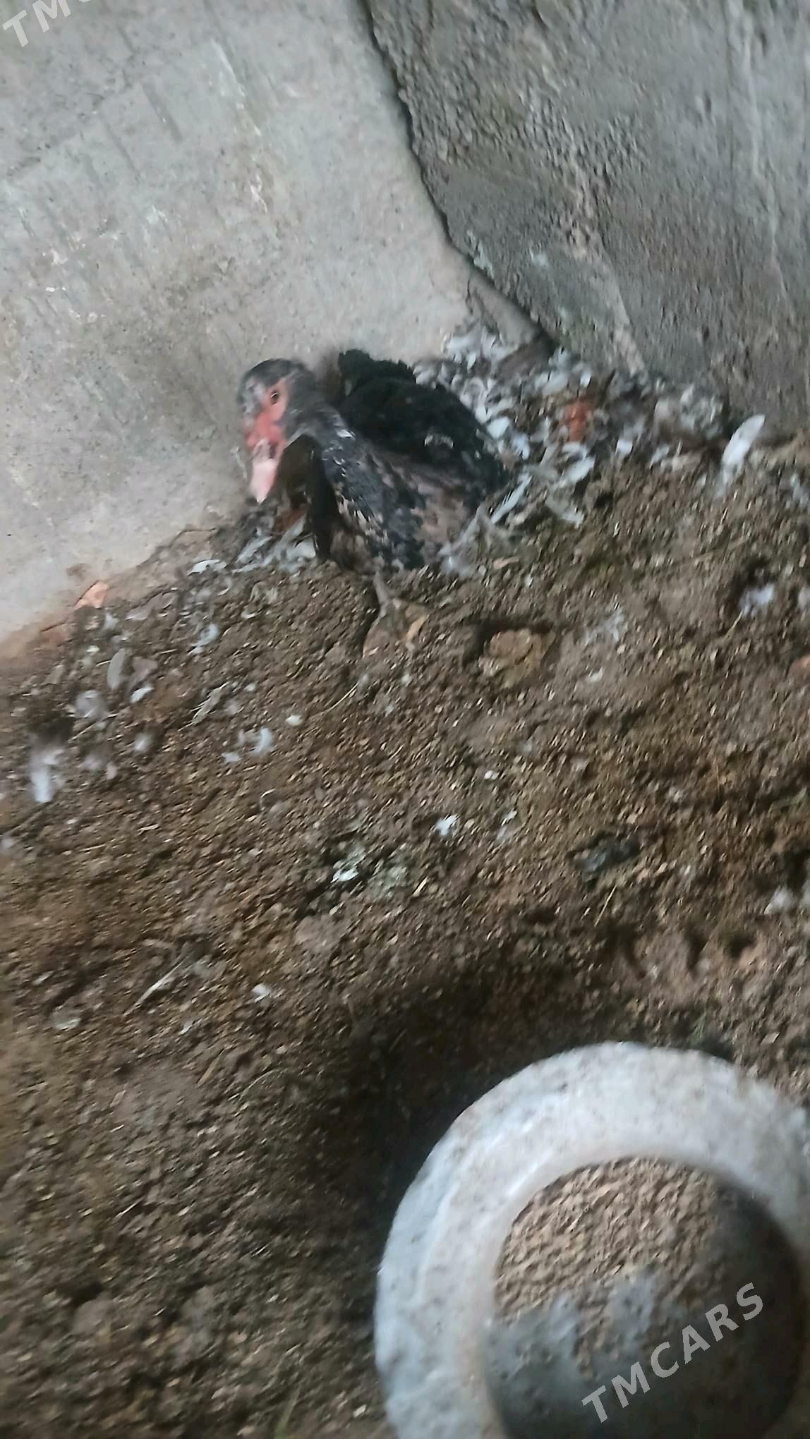 satlyk indutka - Wekilbazar - img 2