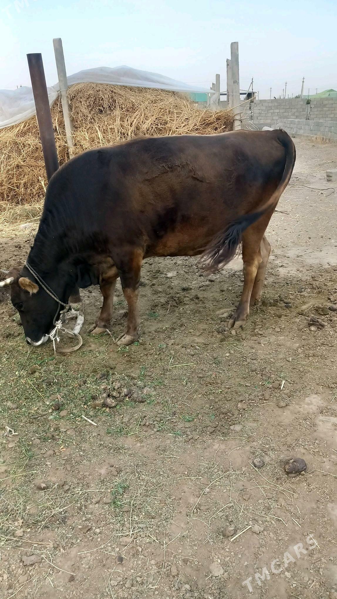 yerli tohum sygyr - Aşgabat - img 2