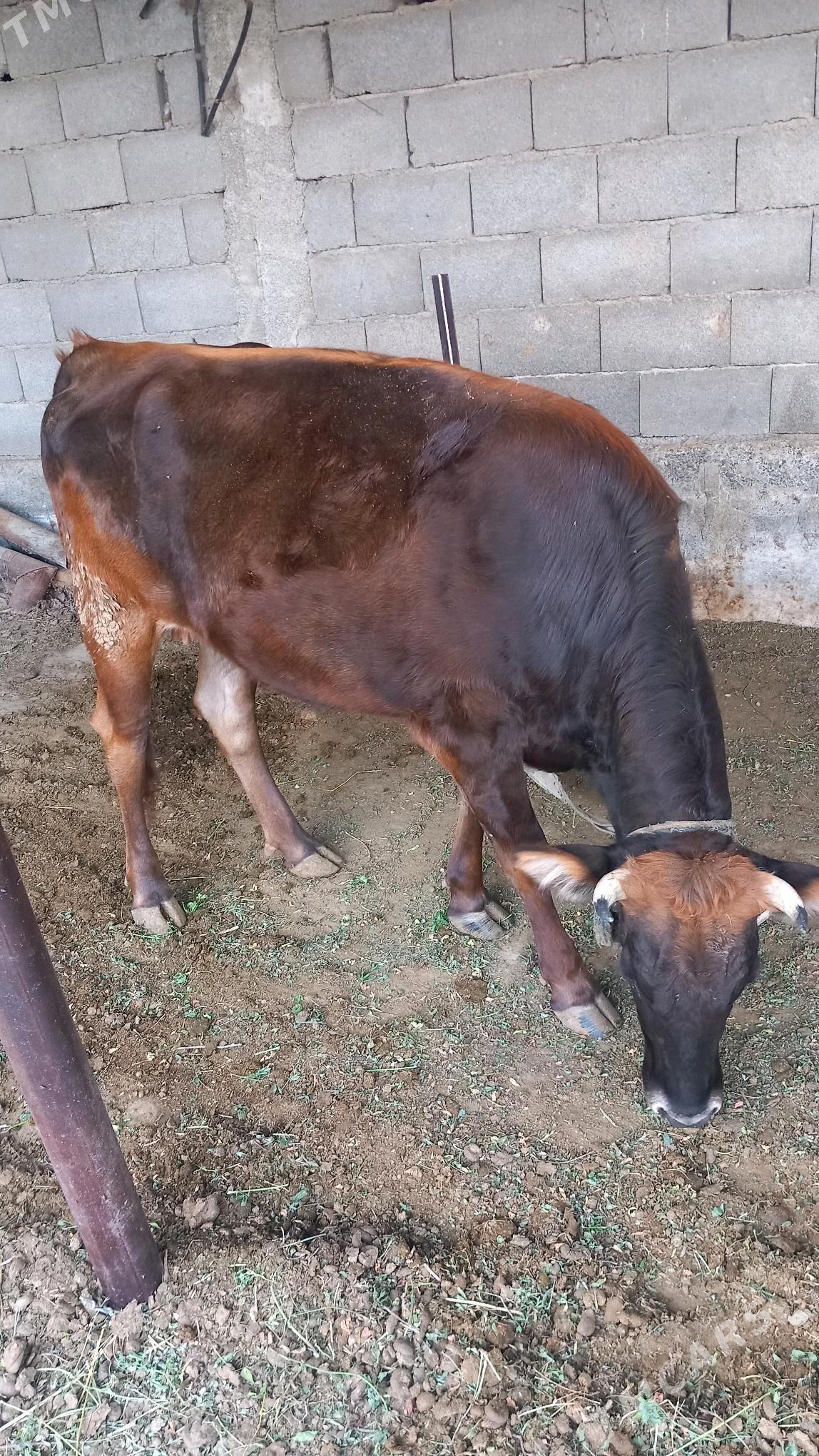 yerli tohum sygyr - Aşgabat - img 4