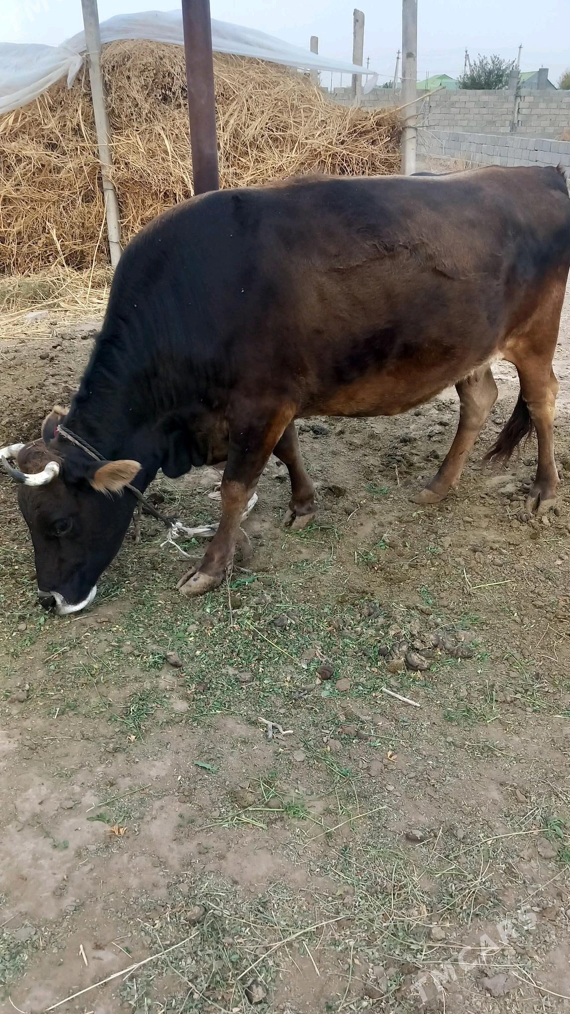 yerli tohum sygyr - Aşgabat - img 3