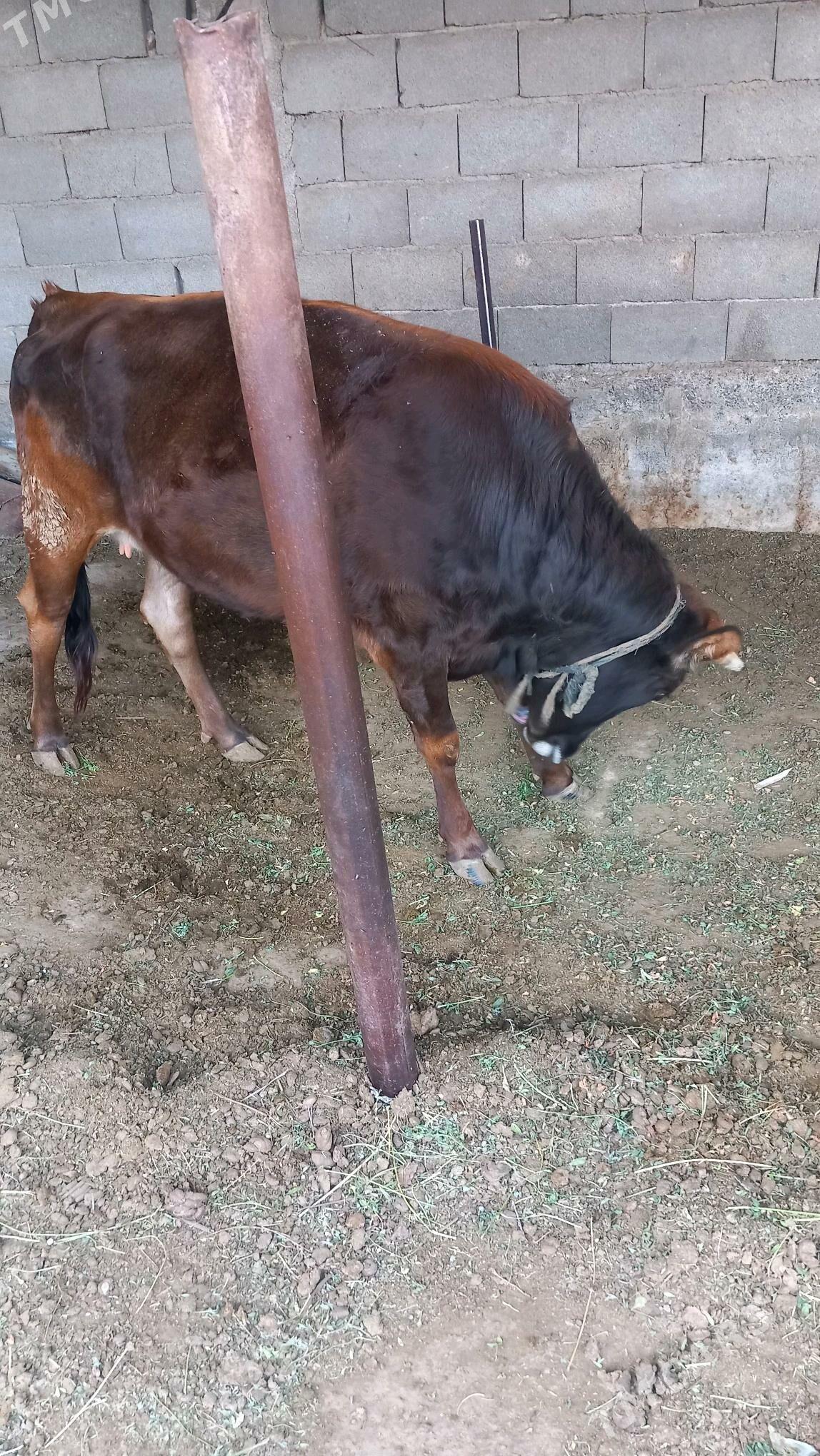 yerli tohum sygyr - Aşgabat - img 6