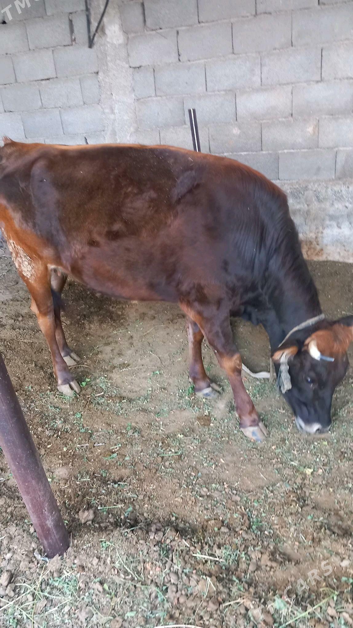 yerli tohum sygyr - Aşgabat - img 5