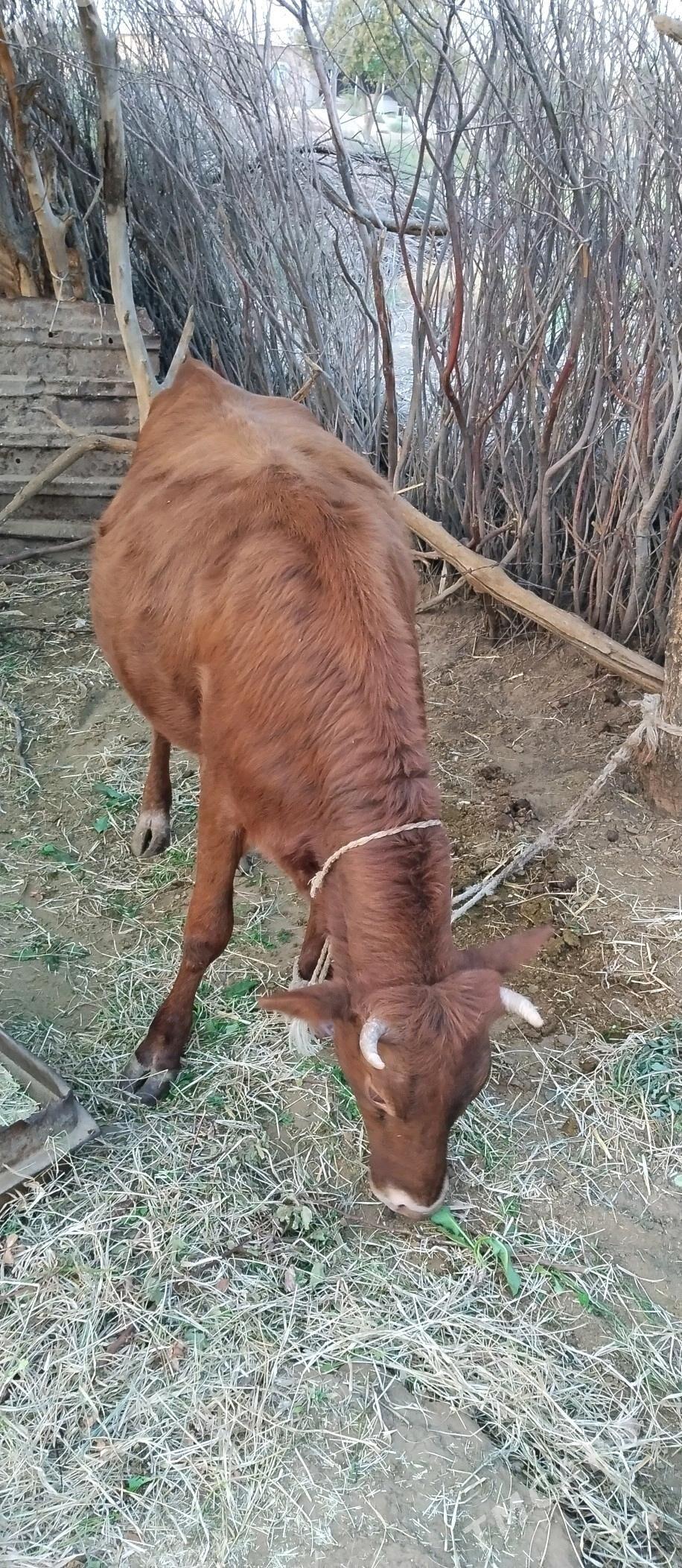 Tüweler - Babadaýhan - img 4