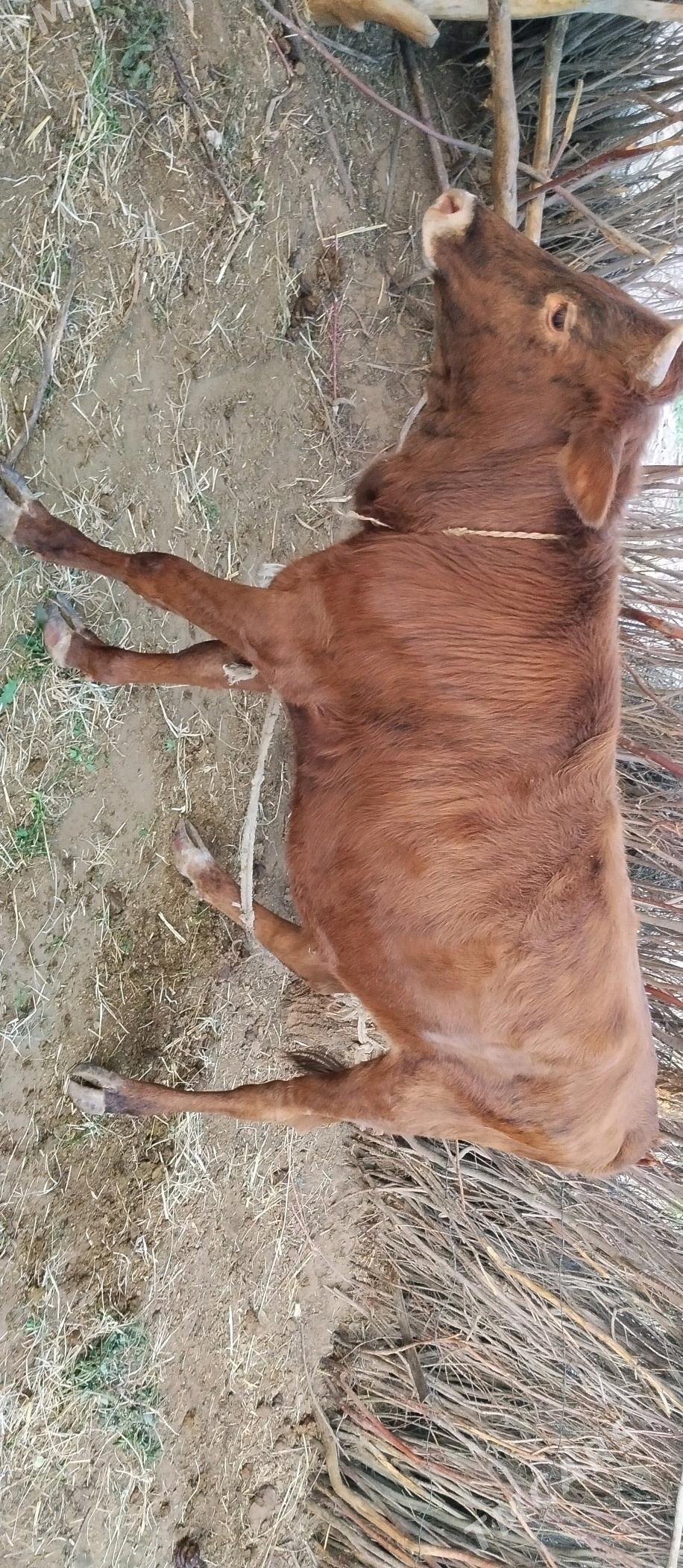 Tüweler - Babadaýhan - img 3