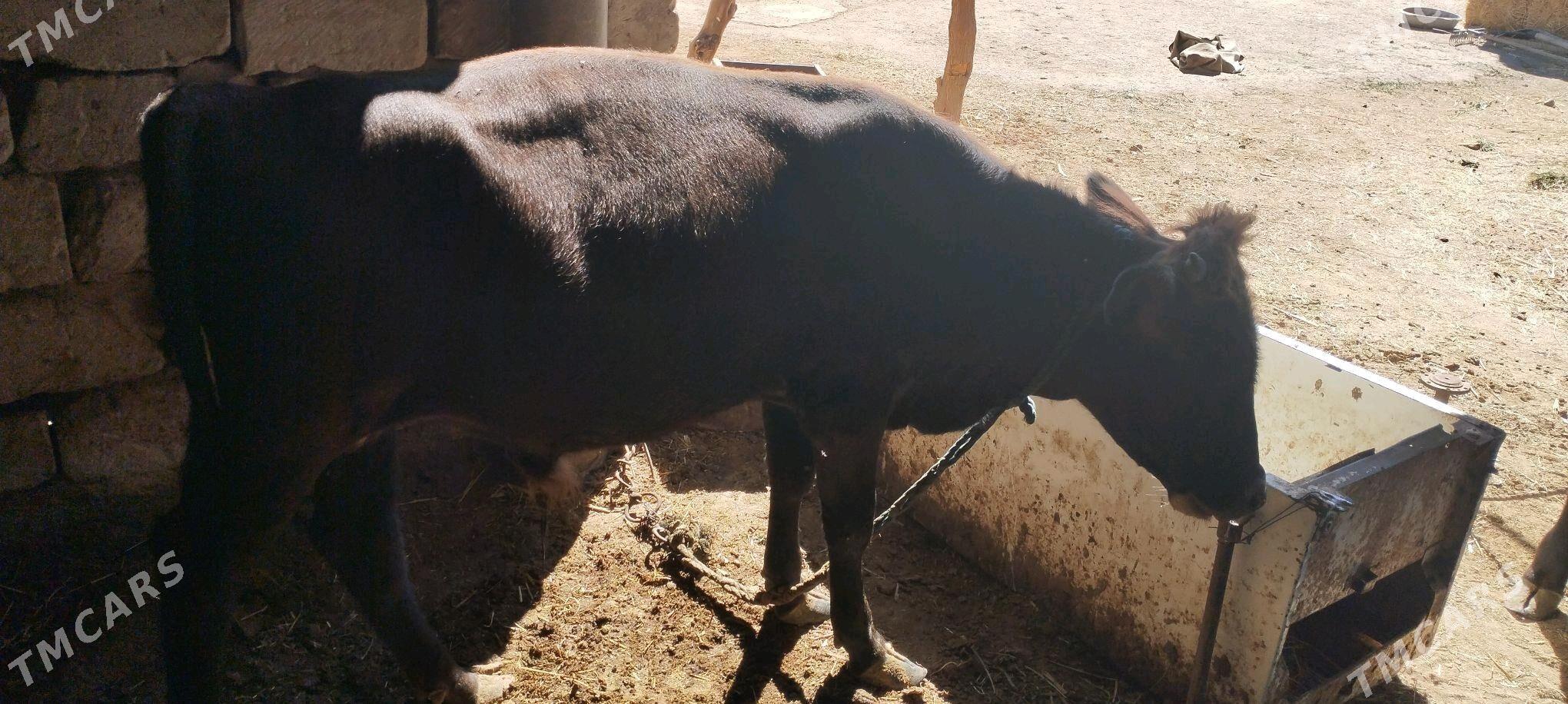 okuz - Бабадайхан - img 2