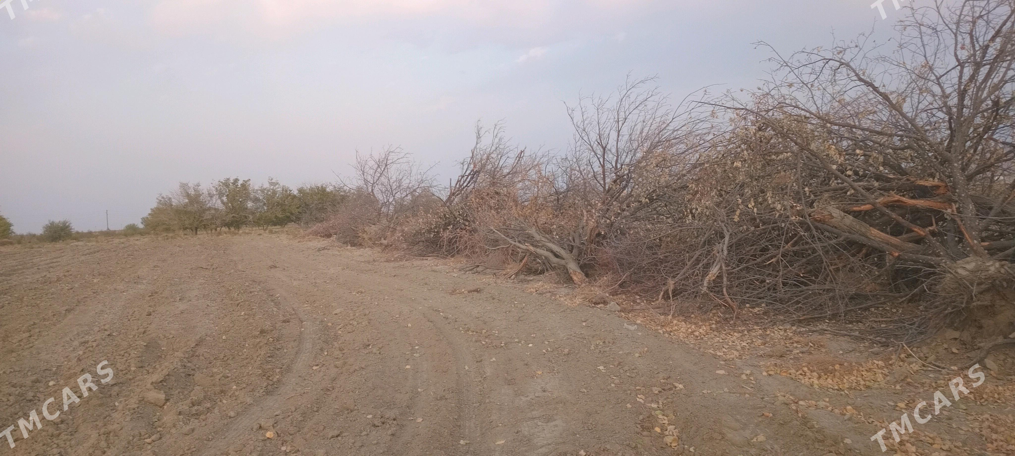 odun - Bäherden - img 1