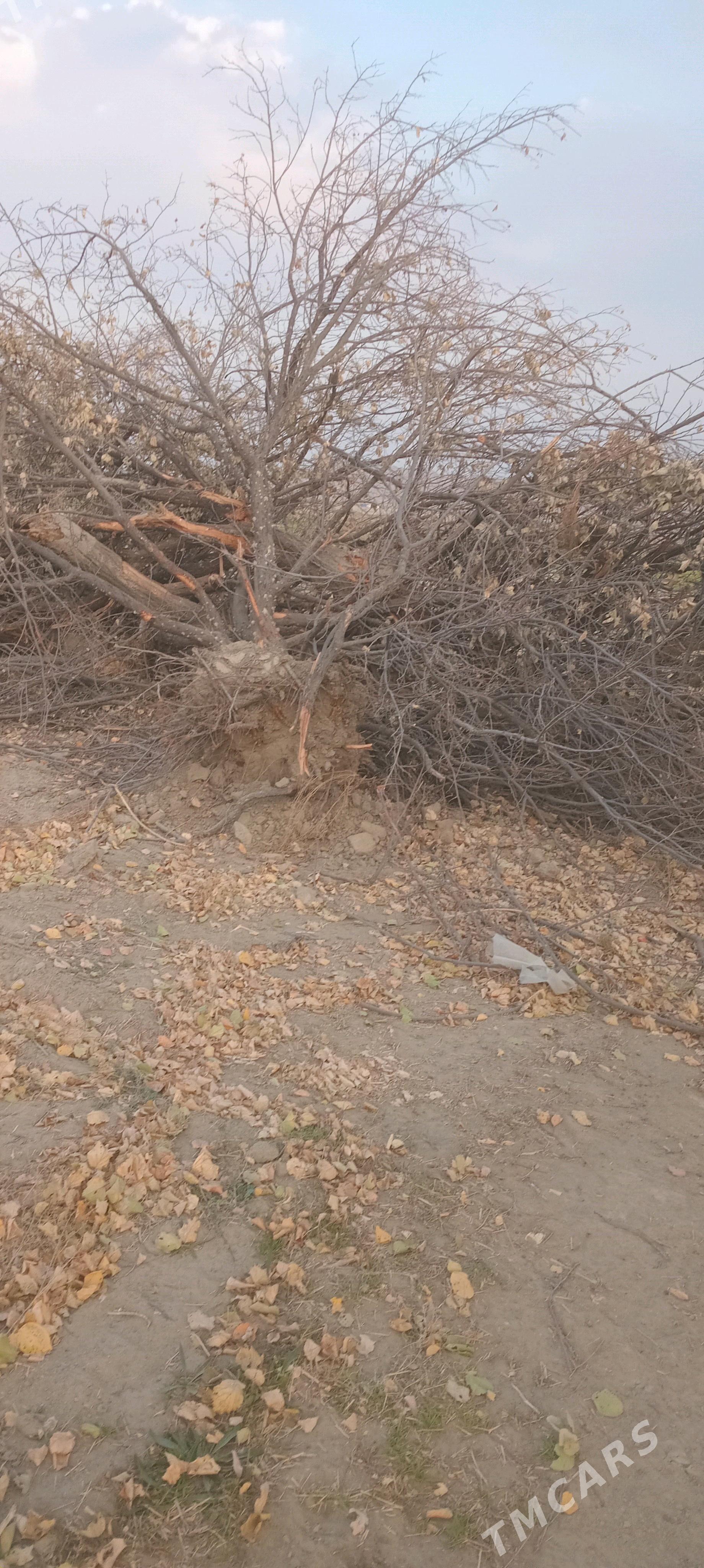 odun - Бахарден - img 2