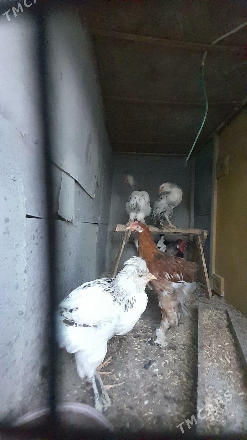 Horaz - Bagyr - img 3