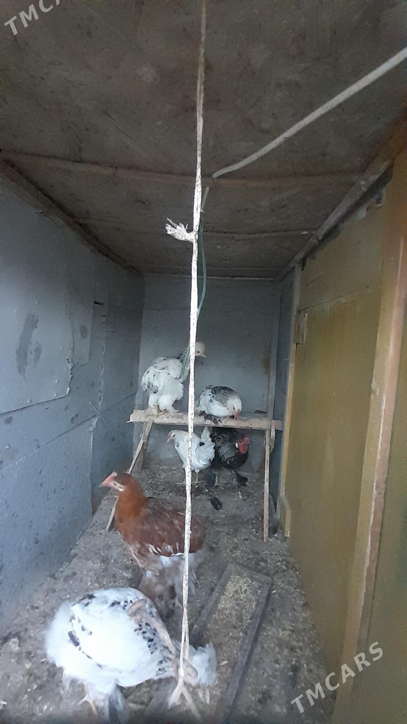 Horaz - Bagyr - img 2