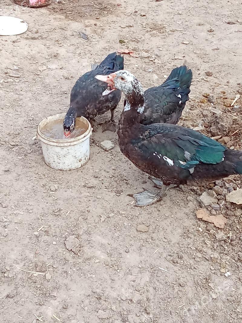 indautka - Garadamak Şor - img 1
