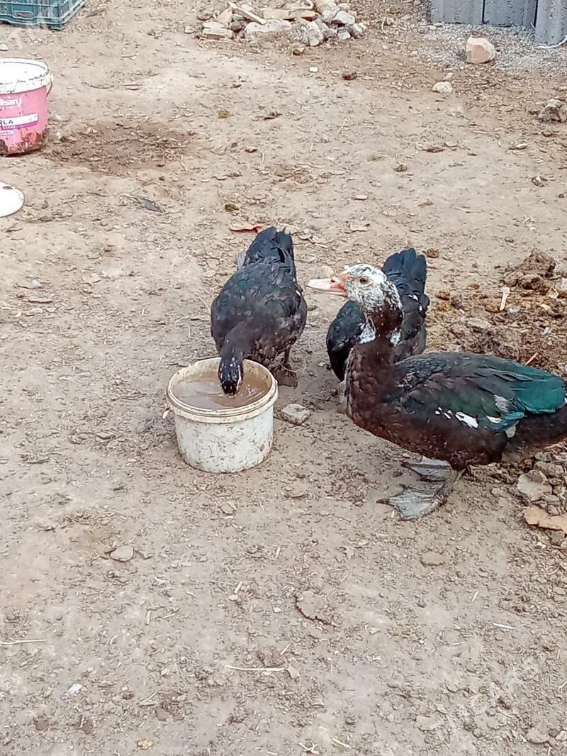 indautka - Garadamak Şor - img 3