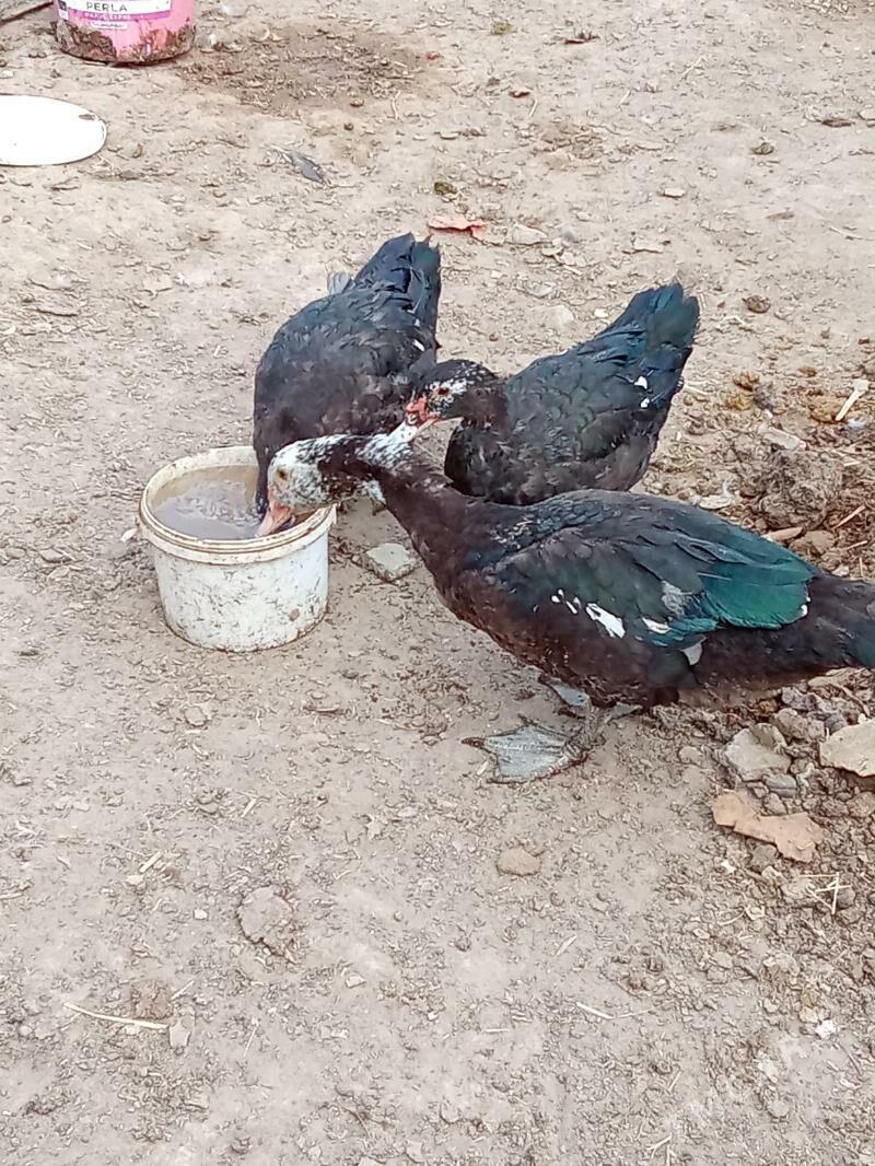 indautka - Garadamak Şor - img 2