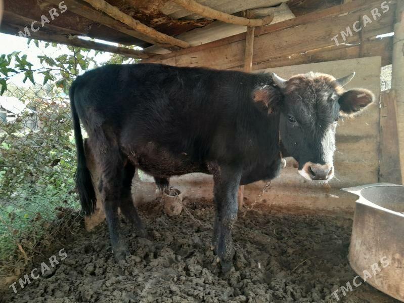 öküz - Gökdepe - img 1