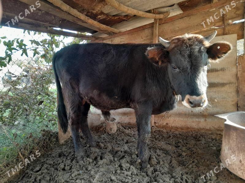 öküz - Gökdepe - img 2