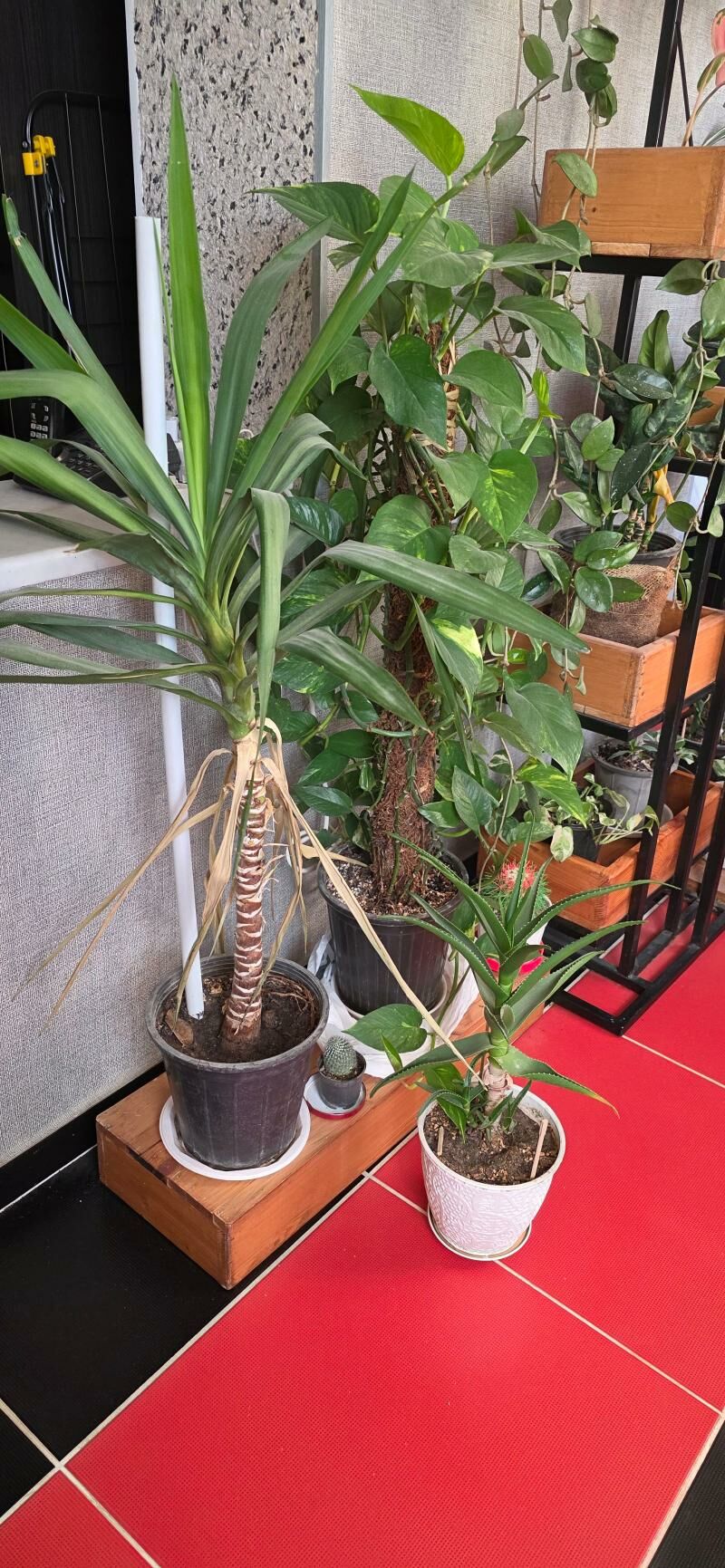 Стенка,  цветы домашние - Howdan "B" - img 5