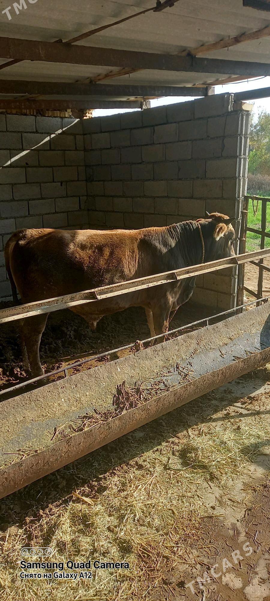 okuz - Бабадайхан - img 2