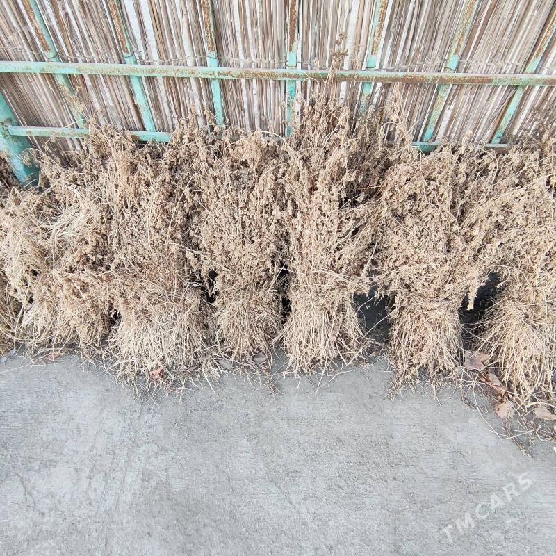 yornja - Daşoguz - img 1