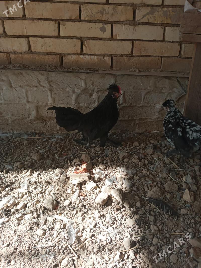 karlik horoz - Mary - img 3