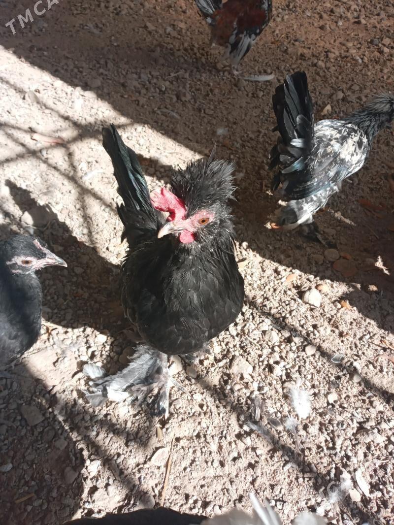 karlik horoz - Mary - img 4