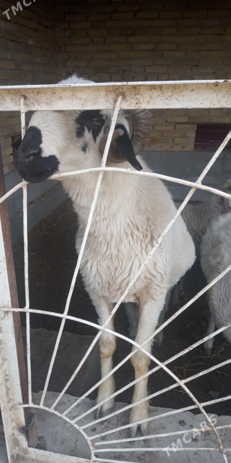 kockar - Türkmenabat - img 3