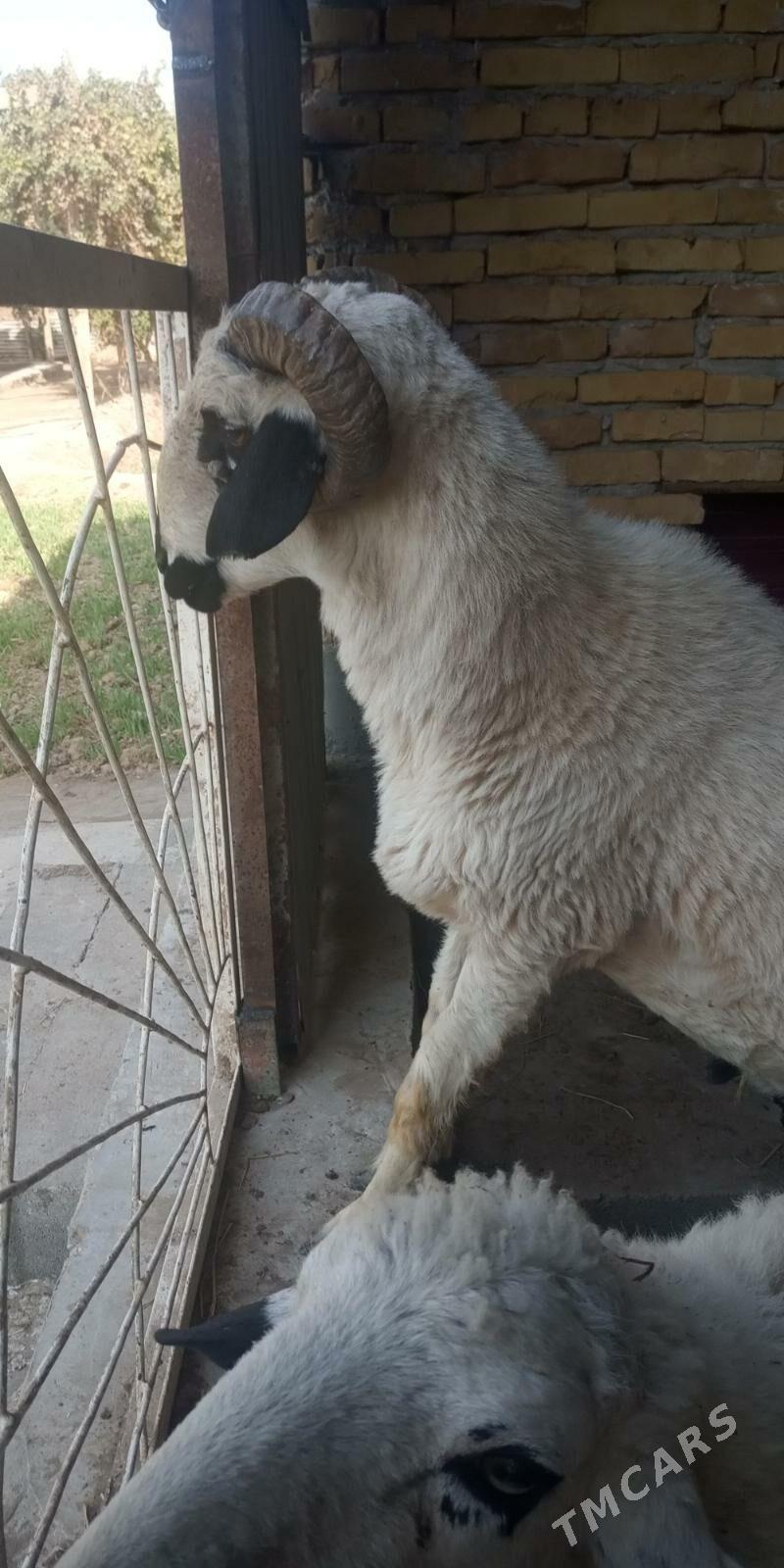 kockar - Türkmenabat - img 2