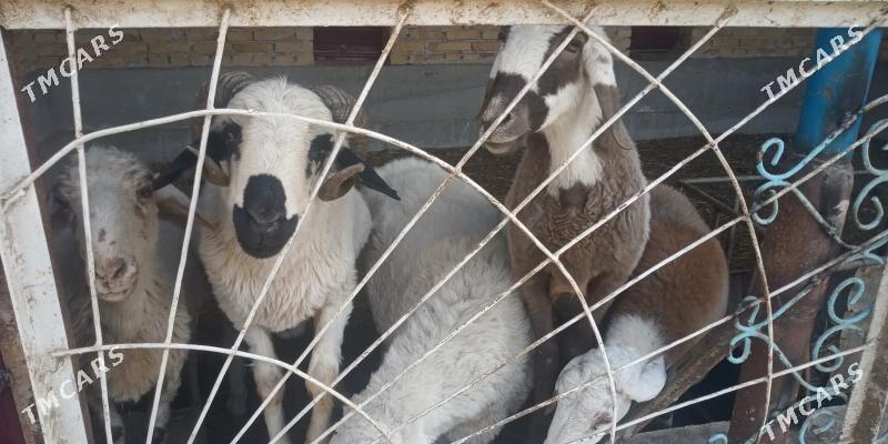 kockar - Türkmenabat - img 4