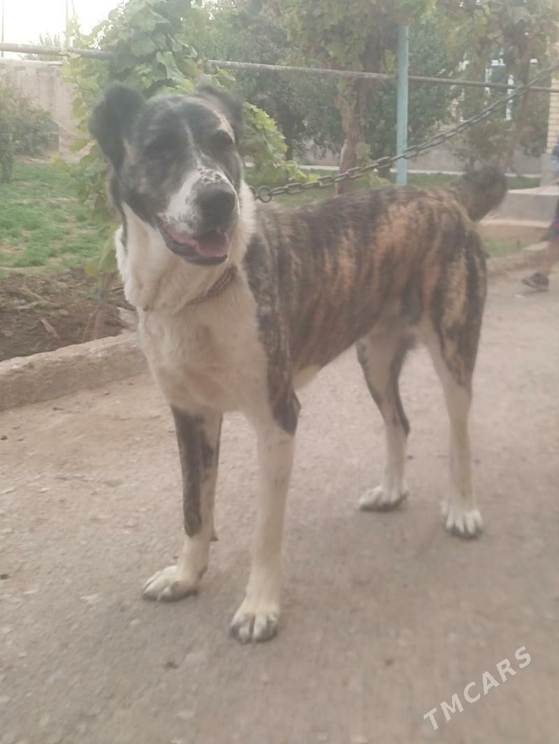 ganjyk it - Чарджоу - img 1