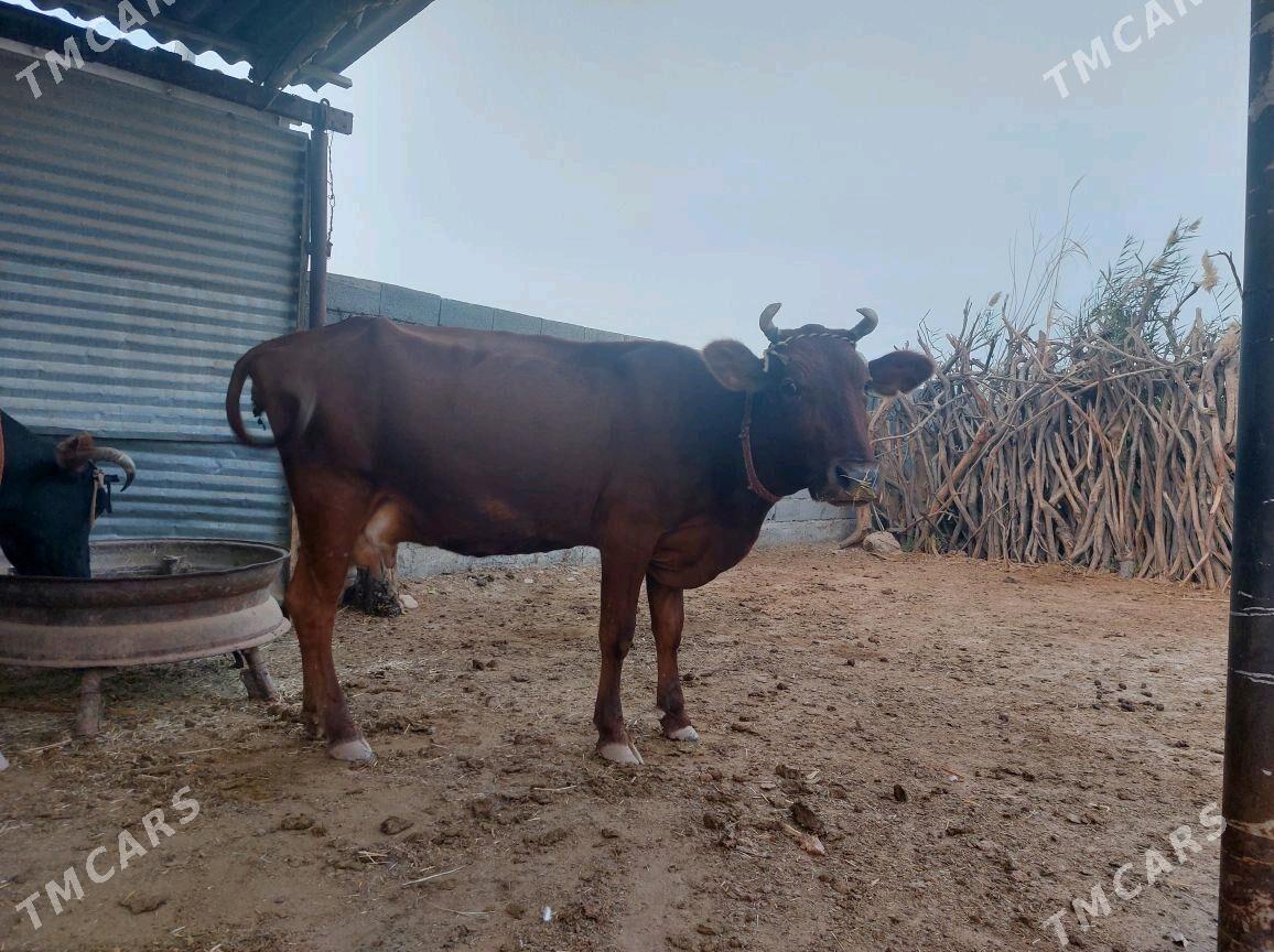 goleli sygyr - Бабадайхан - img 1