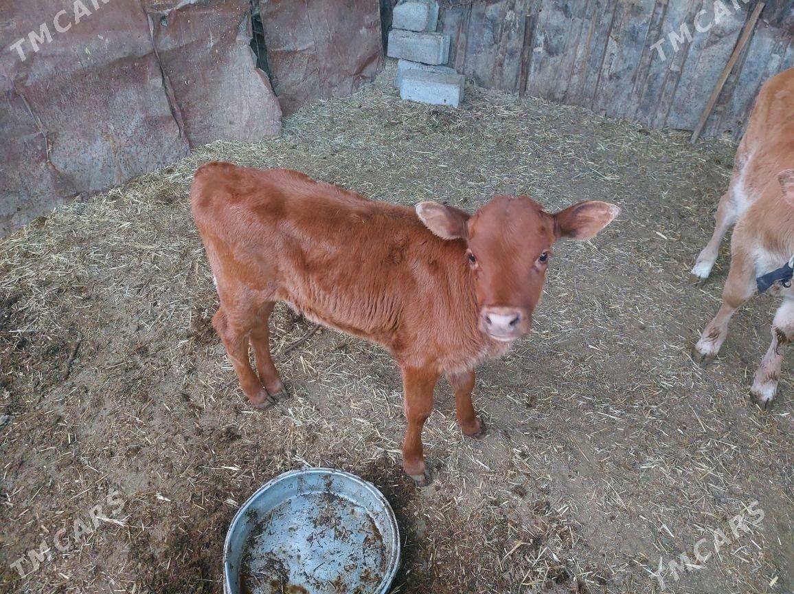 goleli sygyr - Бабадайхан - img 3