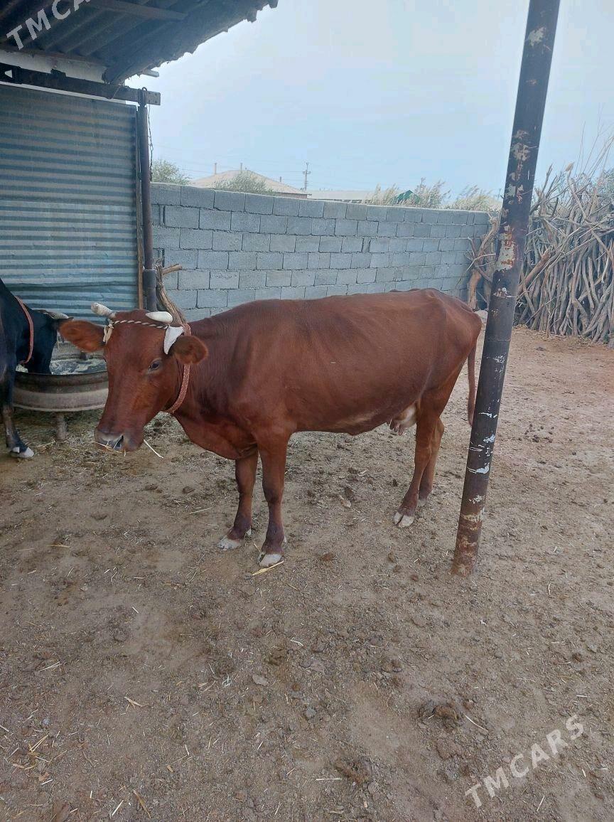 goleli sygyr - Бабадайхан - img 2