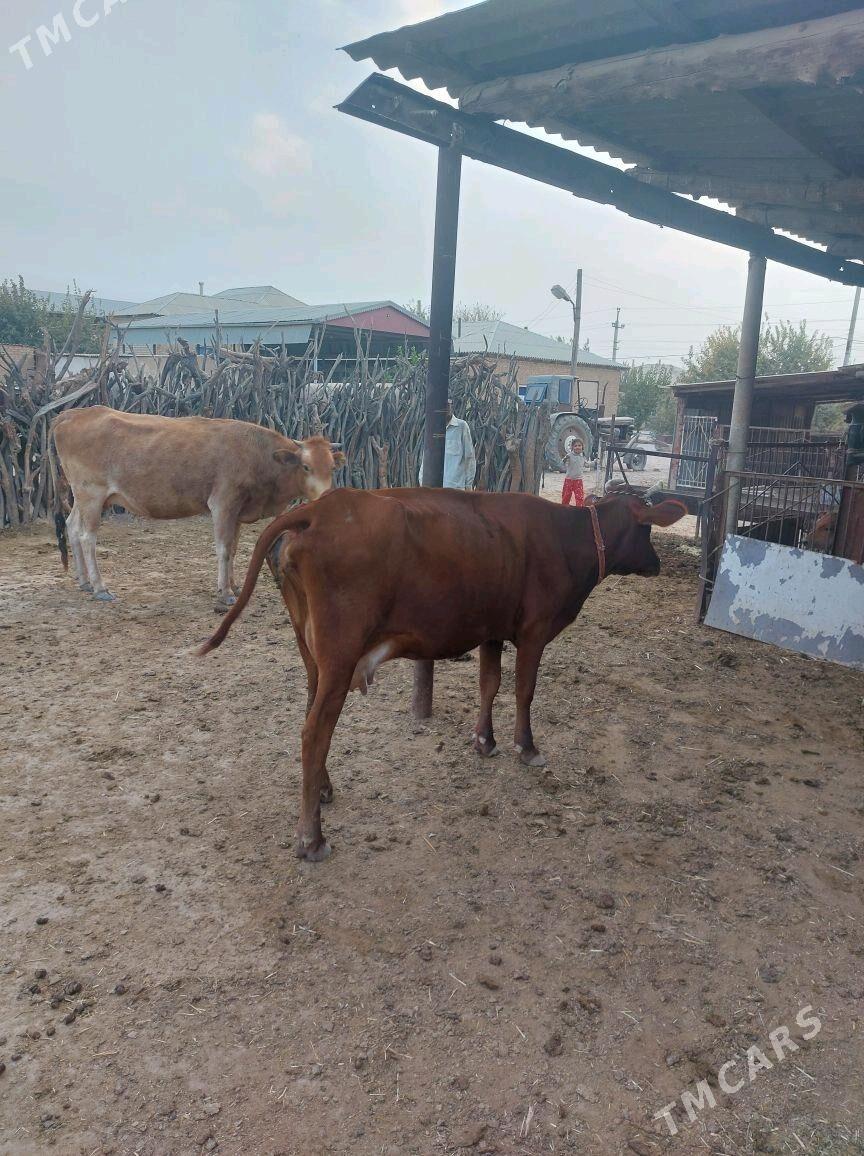 goleli sygyr - Бабадайхан - img 4