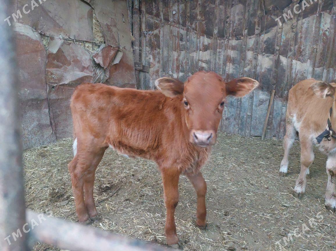 goleli sygyr - Бабадайхан - img 5