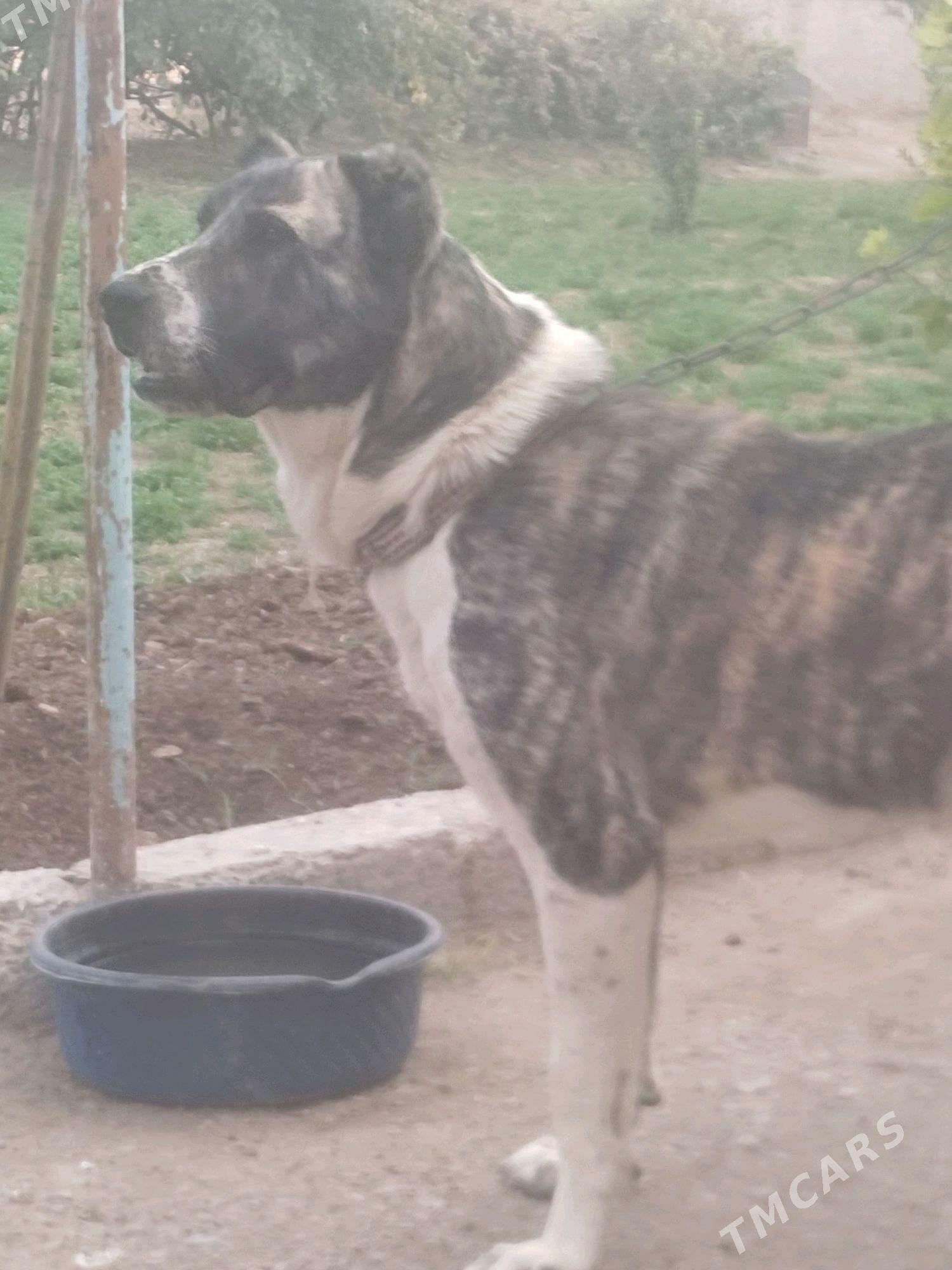 ganjyk it - Чарджоу - img 4