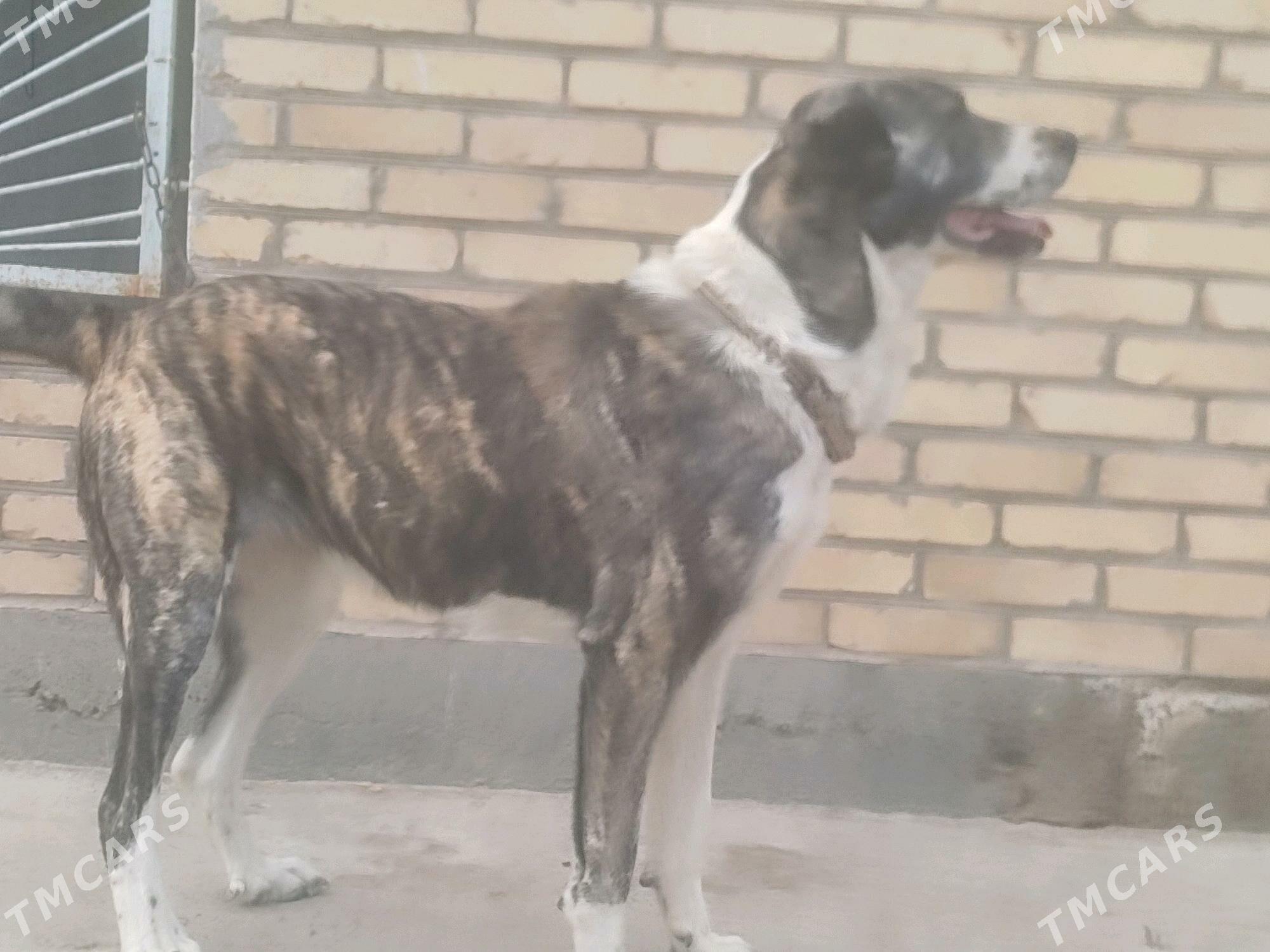 ganjyk it - Чарджоу - img 6